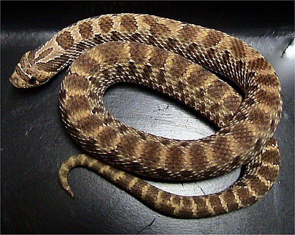 Western Hognose Snake | Heterodon nasicus photo