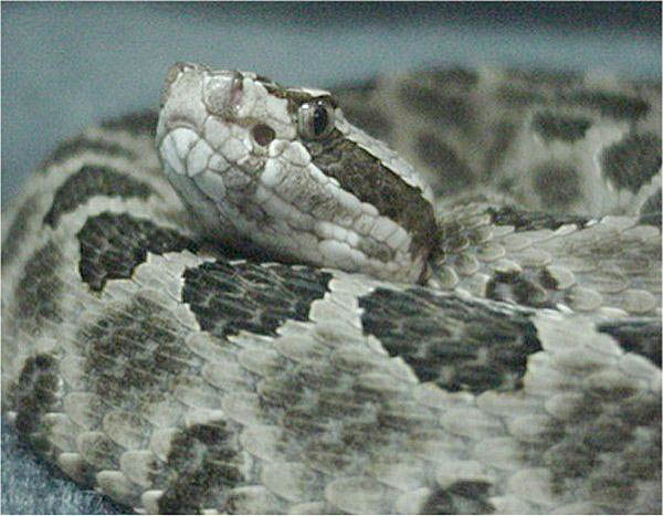 Western Massasauga | Sistrurus catenatus-tergeminus photo