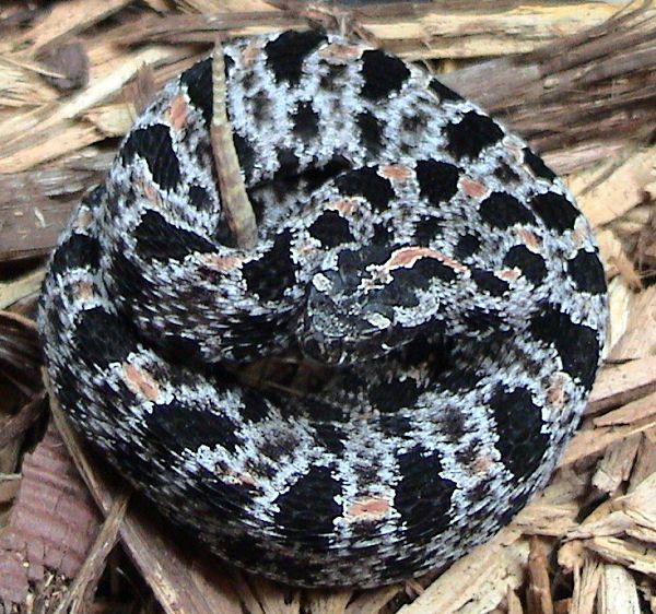 Western Pigmy Rattlesnake | Sistrurus miliarius-streckeri photo