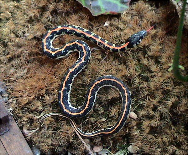 Blackneck Garter Snake | Thamnophis cyrtopsis photo