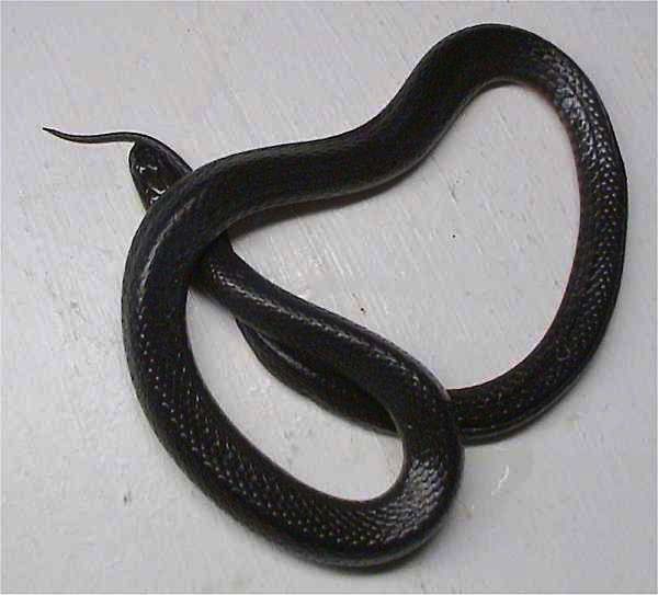 Swamp Snake | Seminatrix pygaea photo