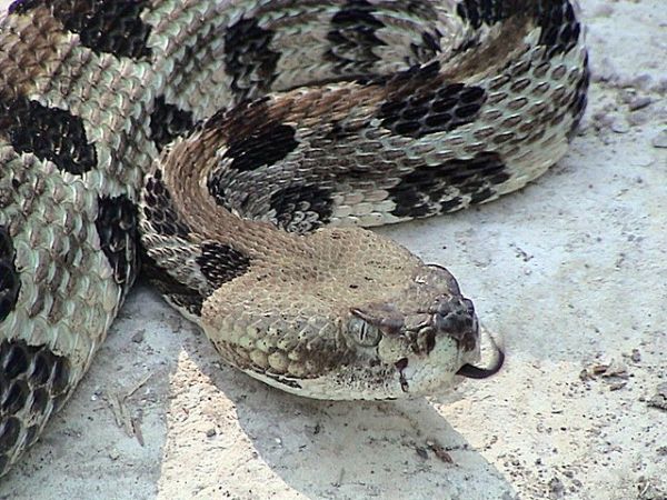 Timber Rattlesnake | Crotalus horridus photo