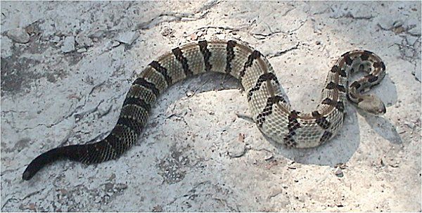 Timber Rattlesnake | Crotalus horridus photo