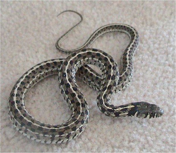 Checkered Garter Snake | Thamnophis marcianus-marcianus photo