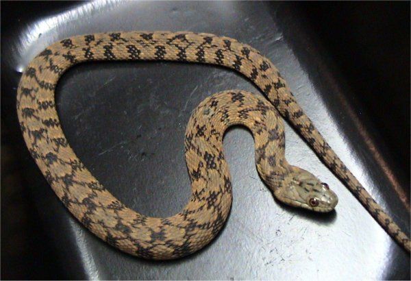 Diamondback Water Snake | Nerodia rhombifer photo