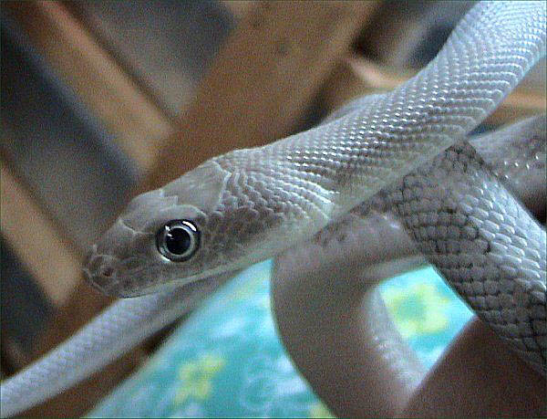 Trans-Pecos Rat Snake | Bogertophis subocularis photo