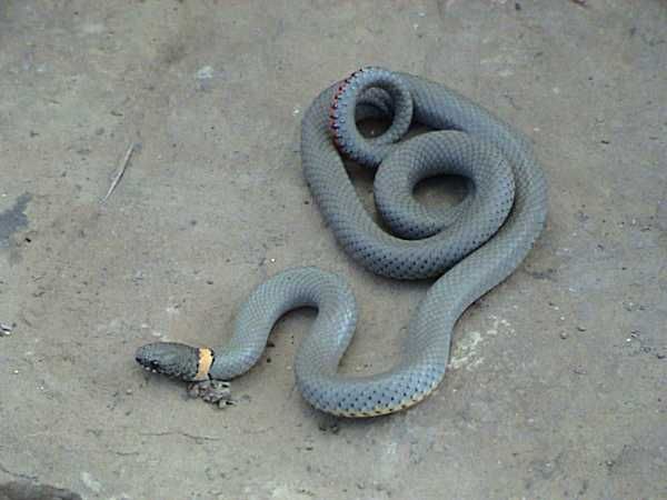 Regal Ringneck Snake | Diadophis punctatus-regalis photo