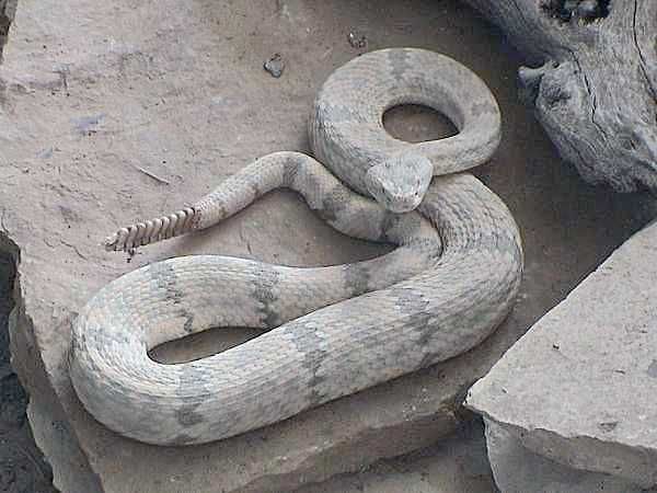 Rock Rattlesnake | Crotalus lepidus-lepidus photo