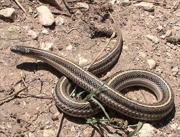 Texas Lined Snake | Tropidoclonion lineatum-texanum photo