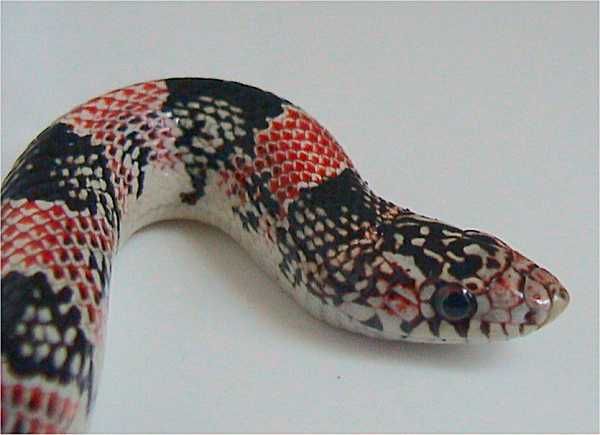 Long-Nosed Snake | Rhinocheilus lecontei photo