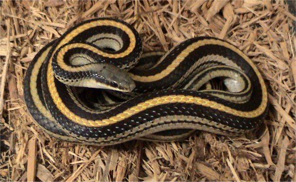 Mountain Patchnose Snake | Salvadora grahamiae photo