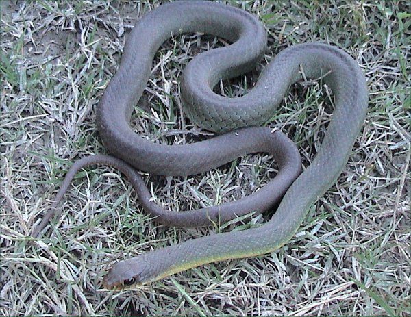 Eastern Yellow-belly Racer, Coluber constrictor flaviventris