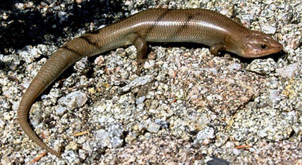 Gilbert's Skink | Eumeces gilberti photo