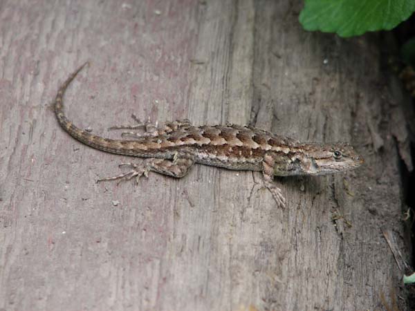 Western Fence Lizard | Sceloporus occidentalis photo