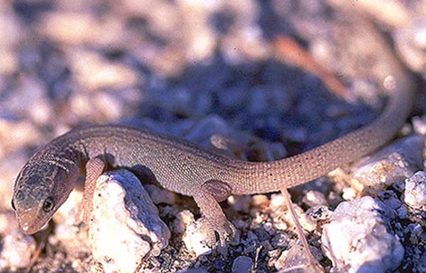 Desert Night Lizard | Xantusia vigilis photo