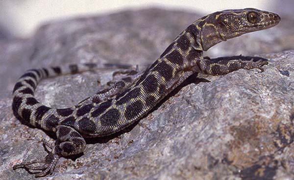 Granite Night Lizard | Xantusia henshawi photo