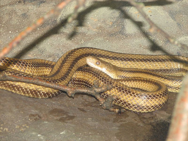 Common Rat Snake | Elaphe obsoleta photo