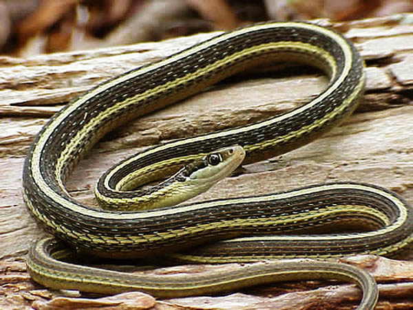 Eastern Ribbon Snake | Thamnophis sauritus-sauritus photo