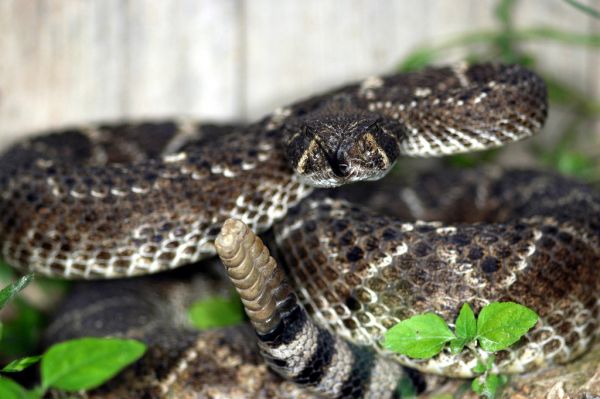 Western Diamondback Rattlesnake | Crotalus atrox photo
