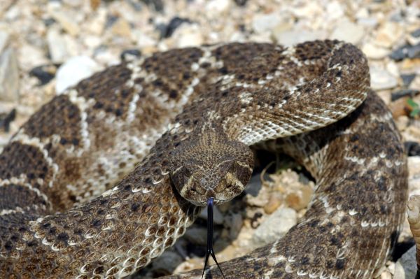 Western Diamondback Rattlesnake | Crotalus atrox photo