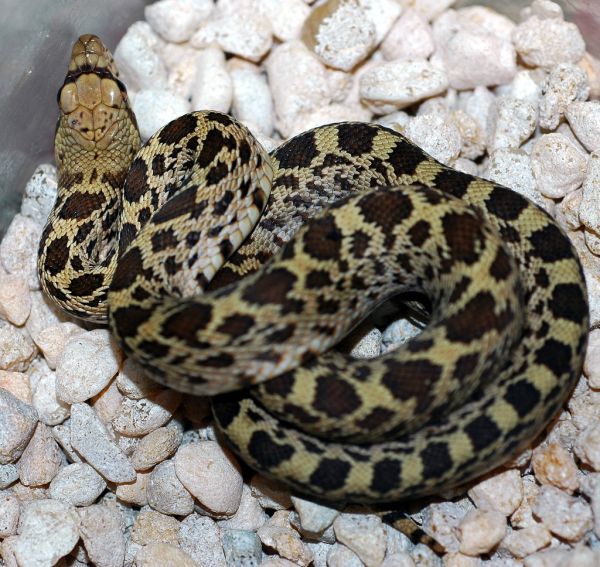 Bullsnake | Pituophis catenifer-sayi photo