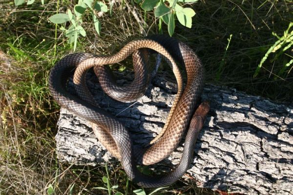 Western Coachwhip | Masticophis flagellum-testaceus photo