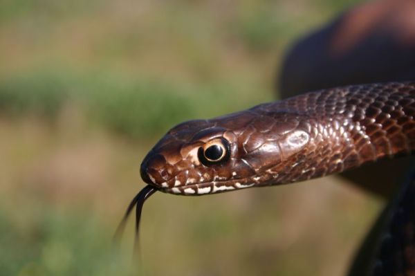 Western Coachwhip | Masticophis flagellum-testaceus photo