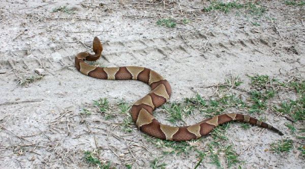 Southern Copperhead | Agkistrodon contortrix-contortrix photo