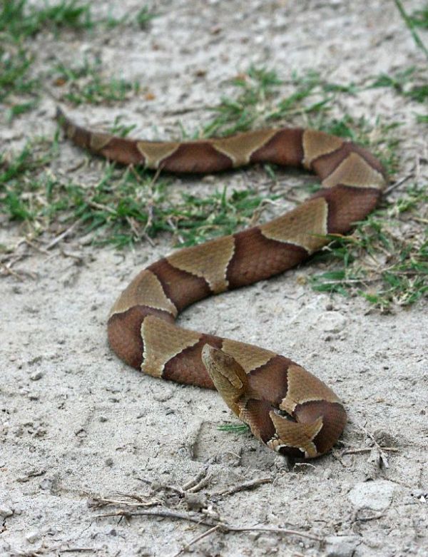 Southern Copperhead | Agkistrodon contortrix-contortrix photo