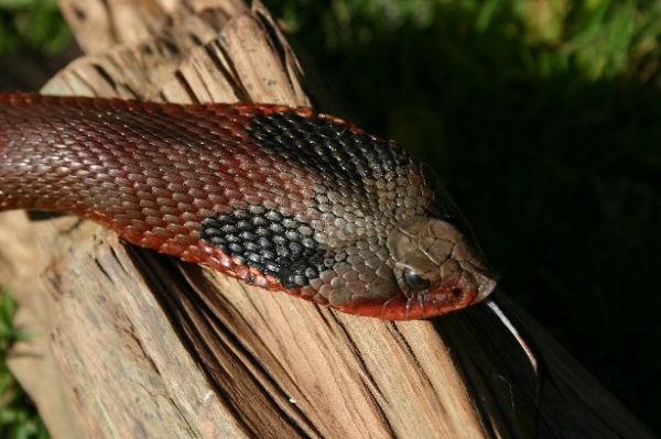 Eastern Hognose Snake | Heterodon platirhinos photo