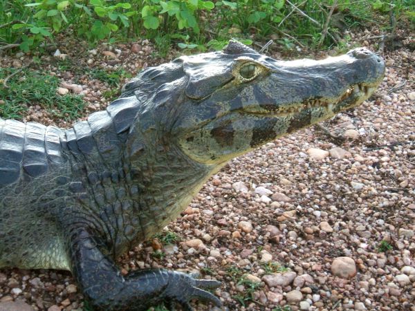 Common Caiman | Caiman crocodilus photo