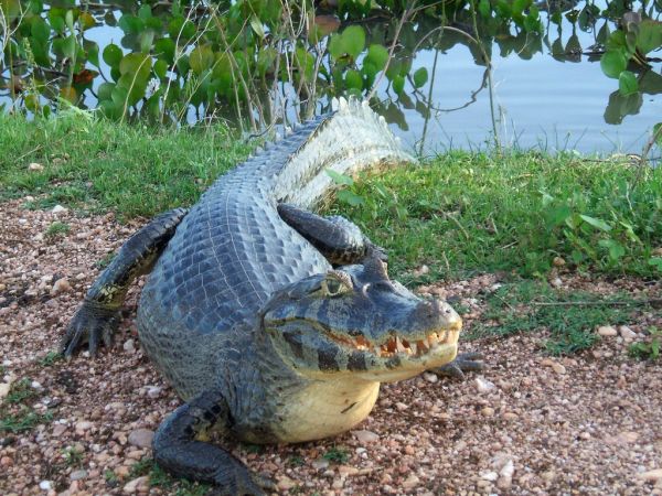 Common Caiman | Caiman crocodilus photo