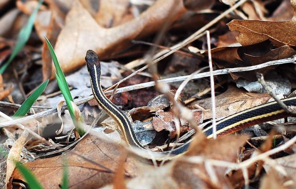 Northern Ribbon Snake | Thamnophis sauritus-septentrionalis photo