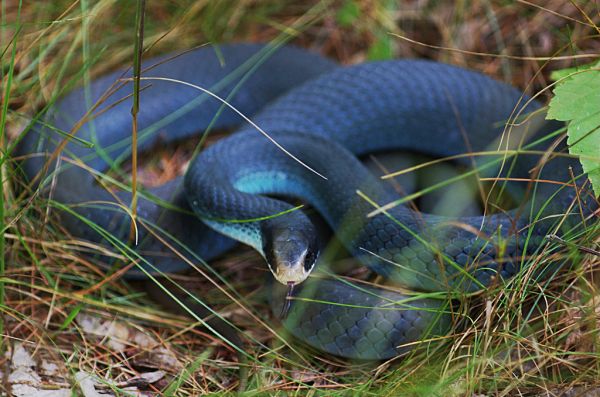 Blue Racer | Coluber constrictor-foxi photo