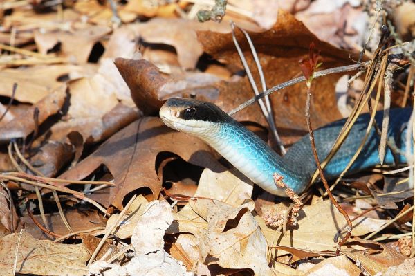 Blue Racer | Coluber constrictor-foxi photo