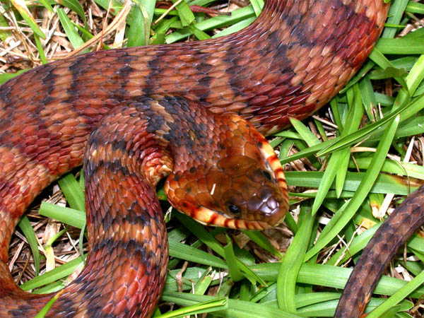 Banded Water Snake | Nerodia fasciata-fasciata photo