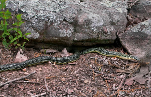 Speckled Kingsnake | Lampropeltis getula-holbrooki photo