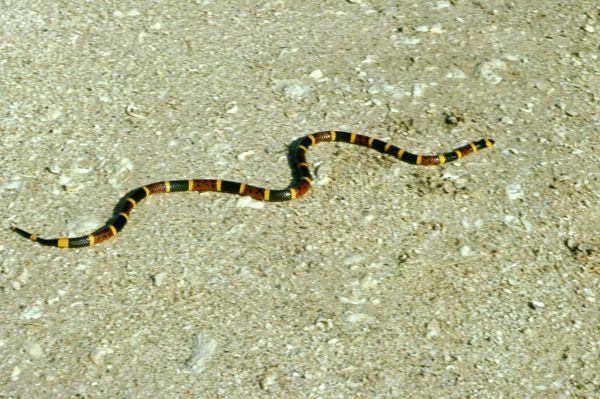 Eastern Coral Snake | Micrurus fulvius photo