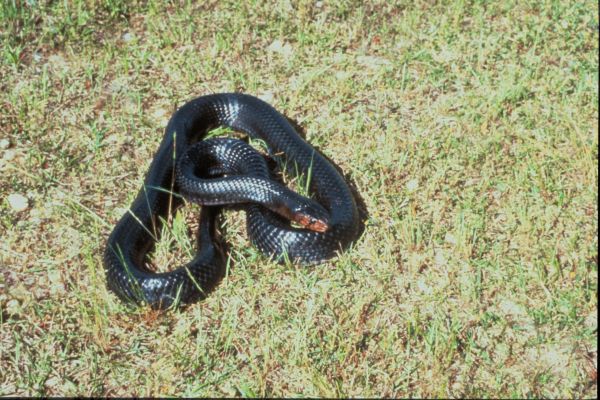 Eastern Indigo Snake | Drymarchon corais-couperi photo