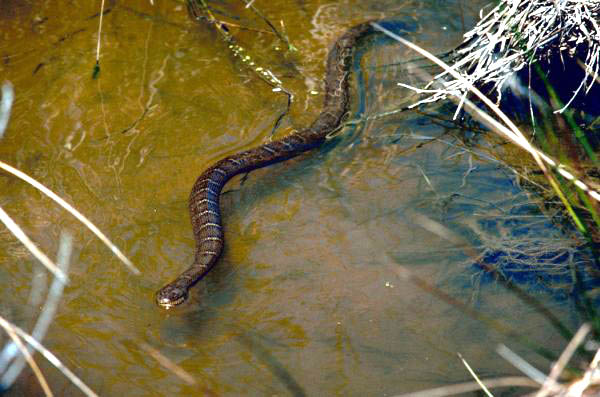 Northern Water Snake | Nerodia sipedon photo