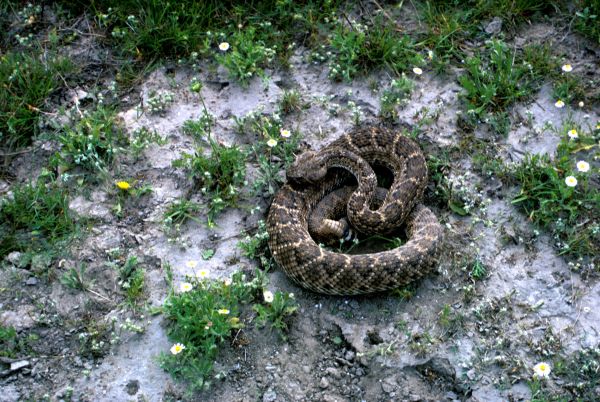 Western Diamondback Rattlesnake | Crotalus atrox photo