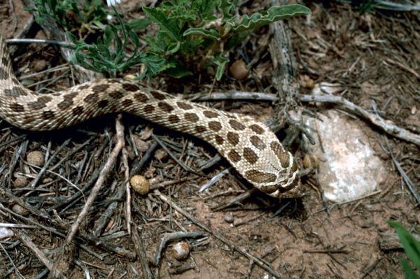 Western Hognose Snake | Heterodon nasicus photo