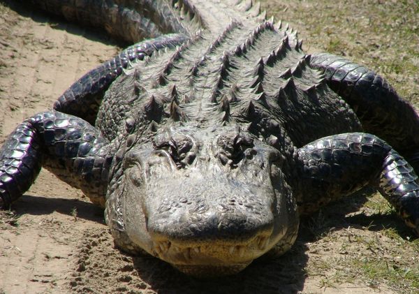 American Alligator | Alligator mississipiensis photo