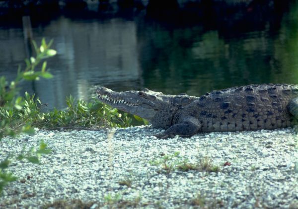 American Crocodile | Crocodylus acutus photo