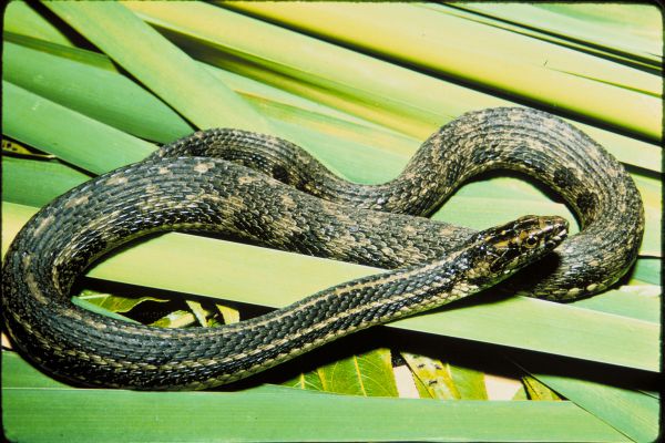 Atlantic Salt Marsh Snake | Nerodia clarkii-taeniata photo