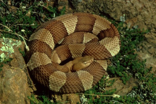 Broad-banded Copperhead | Agkistrodon contortrix-laticinctus photo