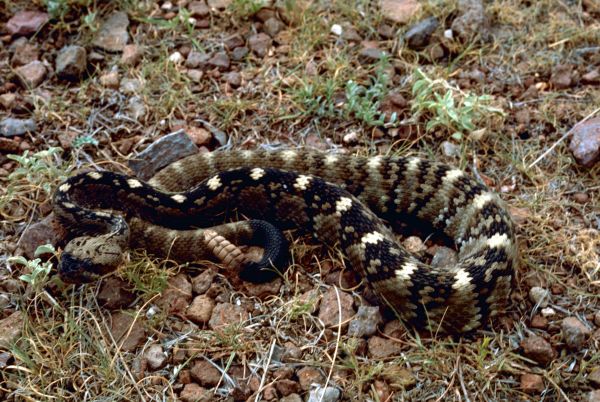 Blacktail Rattlesnake | Crotalus molossus-molossus photo
