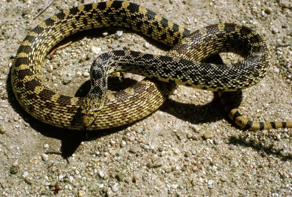 Bullsnake | Pituophis catenifer-sayi photo