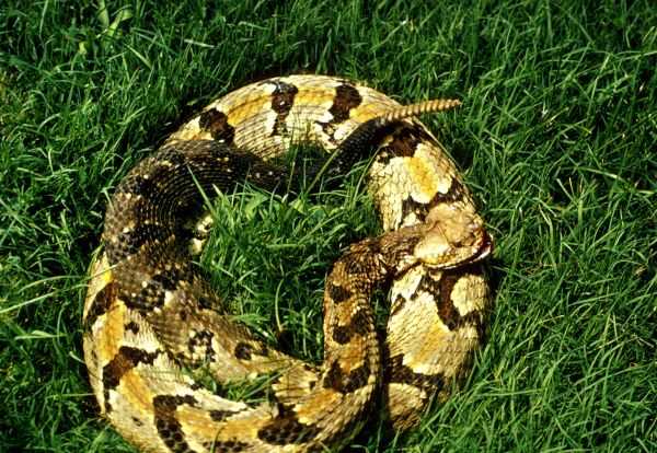 Timber Rattlesnake | Crotalus horridus photo