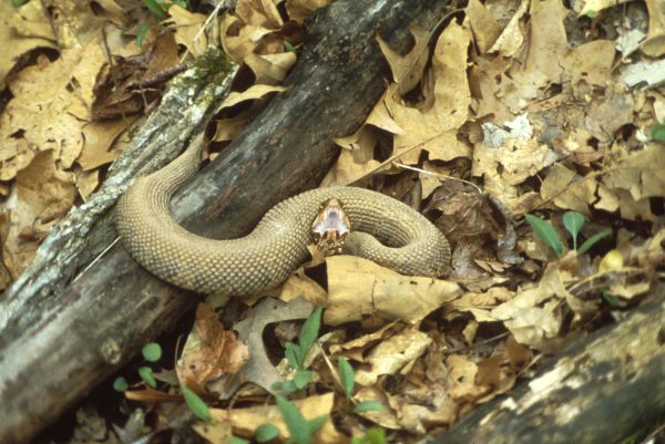 Eastern Cottonmouth | Agkistrodon piscivorus-piscivorus photo